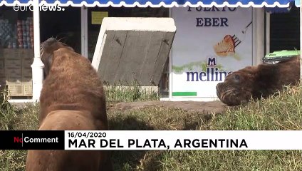 ویدئو؛ شیرهای دریایی در شهر توریستی آرژانتین جا خوش کردند