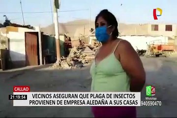 Video herunterladen: Callao: Vecinos alertados por plaga de insectos en su viviendas en plena crisis sanitaria