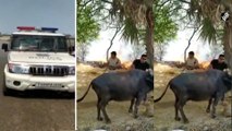 Watch Telangana Cops Risk Their Lives to Save Cattle, Video Going Viral