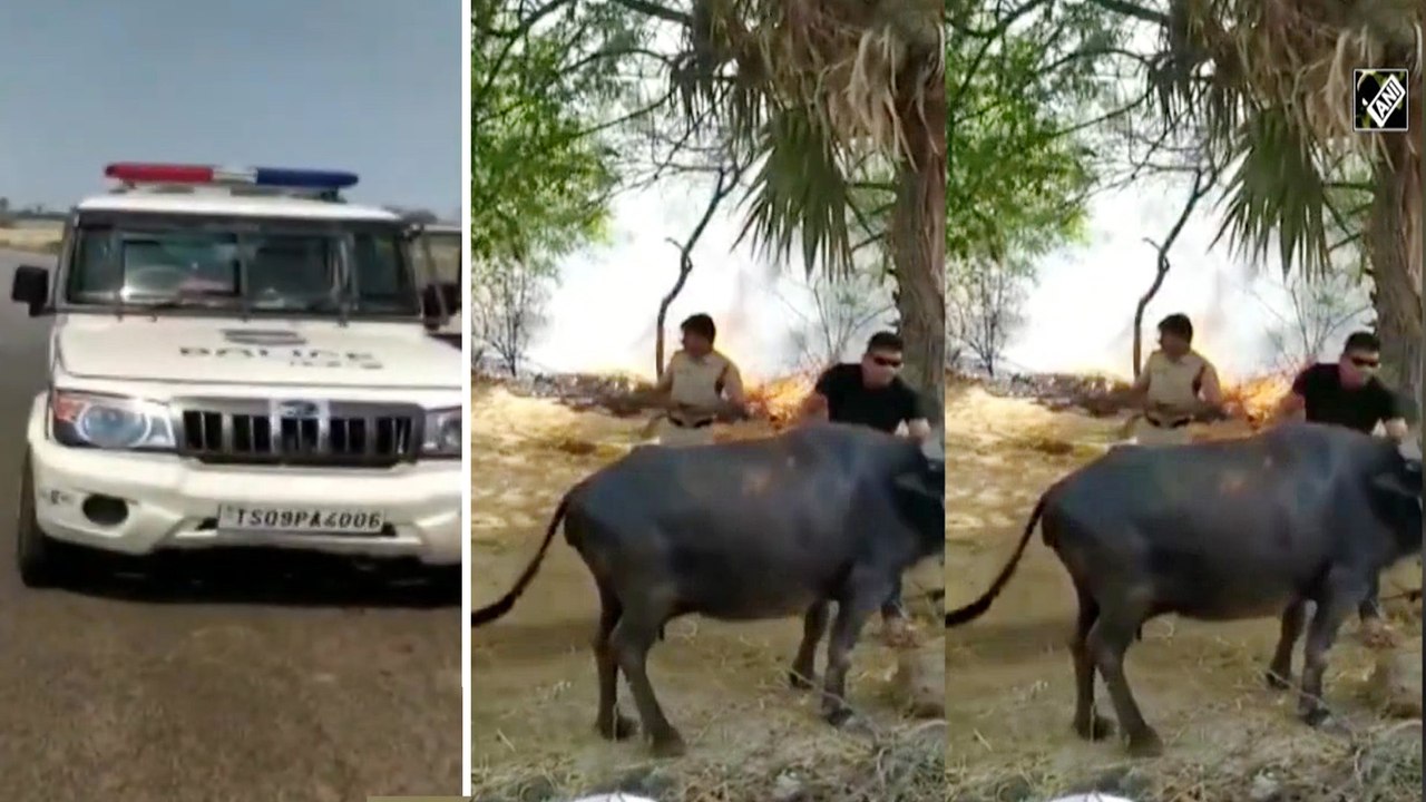 Watch Telangana Cops Risk Their Lives to Save Cattle, Video Going Viral