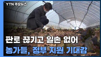 판로 끊기고 일손 없는 농가들 '비상'...정부 지원 기대감 / YTN