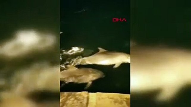 Yunuslar Ortaköy sahilinde dans etti