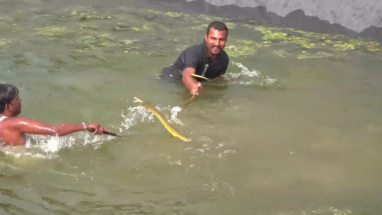 जिंदगी में पहली बार इस तरह सांप रेस्क्यू किया - Rescue indian rat snake from Pathardi road, Beed