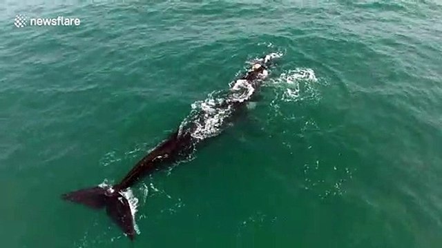 Drone footage captures playful moment between whale mother and calf off South African coast