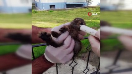 Köylülerin bulduğu yavru tavşan, bakımının ardından doğaya salındı