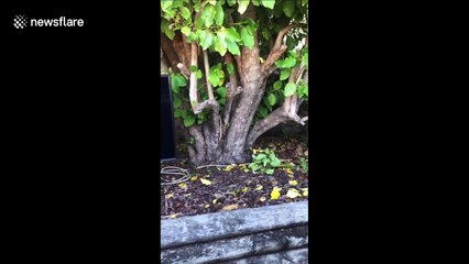 New Zealand family recreate McDonald's drive-thru for their daughter's birthday during COVID-19 lockdown