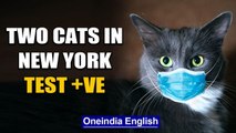 Two cats in New York are the first pets to test positive for Coronavirus in US | Oneindia News
