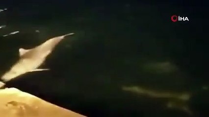 Ortaköy sahilinde sürpriz görüntüler! Yunusların dansı kamerada