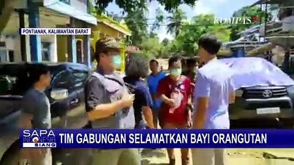 Batis, Bayi Orang Utan yang Diselamatkan Jalani Karantina