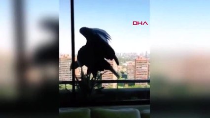 DHA? DIŞ ? Şili'de aç kalan akbabalar evcil köpeklere üşüştü