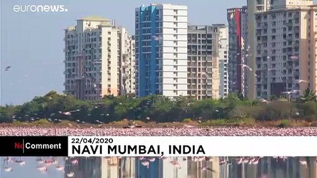 Mass influx of flamingos turn Navi Mumbai into a pink playground