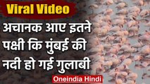 Viral Video : Mumbai में Migratory Flamingo Birds के झुंड से नदी दिखने लगी गुलाबी | वनइंडिया हिंदी