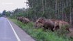 Stunning moment family of elephants cross road during migration in Thailand