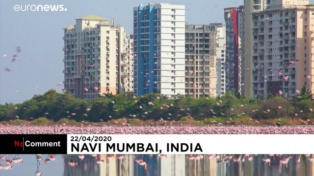 Mass influx of flamingos turn Navi Mumbai into a pink playground