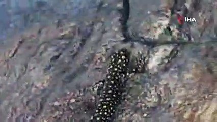 Siirt’te nesli tükenmekte olan 'sarı benekli semender' bulundu