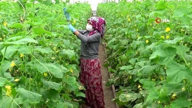 Diyarbakır'da tarım ve hayvancılıkta üretim hız kesmeden sürüyor
