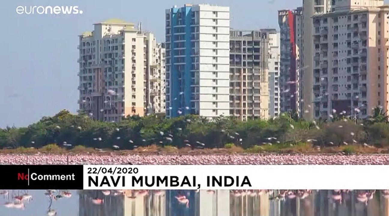 Inde : des flamands roses débarquent en ville