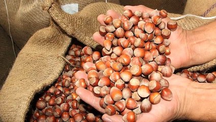 Koronavirüs döneminde fındık ihracatında 578 milyon dolarlık artış oldu
