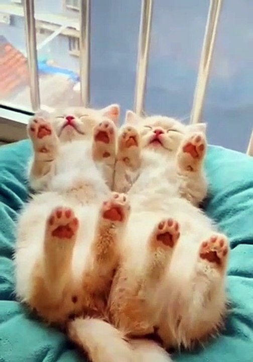Regardez Comme C Est Mignon Ces Chats Qui Dorment Sur Leur Dos Avec Les Pattes En L Air Sur Un Coussin Video Dailymotion