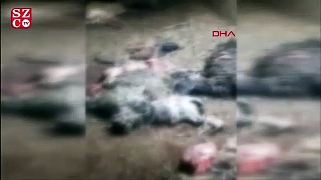 Ahıra giren ayı, bu kez 25 koyunu telef etti