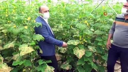 Diyarbakır'da tarım ve hayvancılıkta üretim hız kesmeden sürüyor