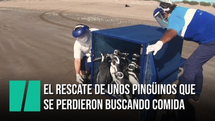 El rescate de unos pingüinos varados que se perdieron buscando comida