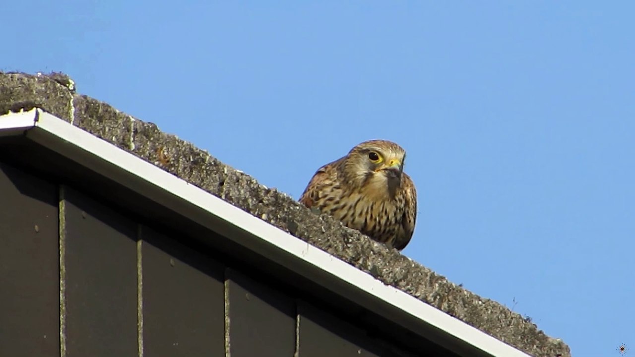 16-04-2020 Turmfalke mit Maus