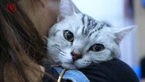 2 Cats Become First Known Cases of Coronavirus for Pets in U.S.