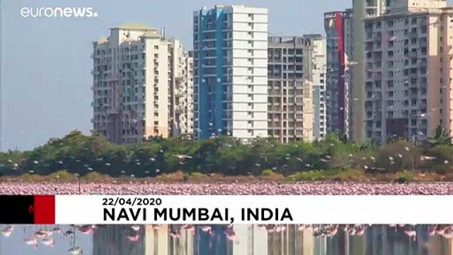 Inde : des flamands roses débarquent en ville
