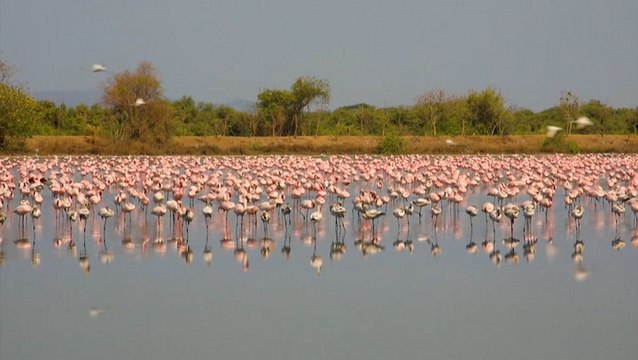 Flamingos flock to lake in city amid COVID-19 lockdown