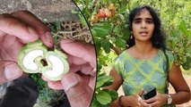 How Cashew Nut Come From Cashew Fruit, Cashew Apple Growing