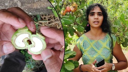 How Cashew Nut Come From Cashew Fruit, Cashew Apple Growing