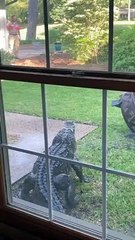 Un énorme alligator saccage l'arrière cour d'une famille
