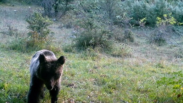 Abruzzes Ours brun marsicain (Italie), souvenirs séjours 2019
