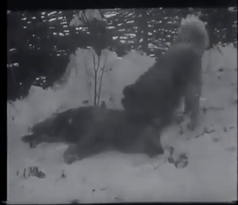 ESKiLERDEN KURT KOYUN ve KAFKAS COBAN KOPEGi VS - WOLF, SHEEP and CAUCASiAN SHEPHERD DOG VS