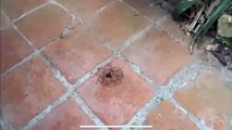 Procession de fourmis ou festin ?