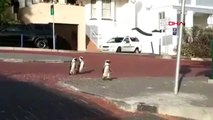 DHA? DIŞ ? Güney Afrika'da penguenlerin sokaklarda dolaştığı anlar kamerada