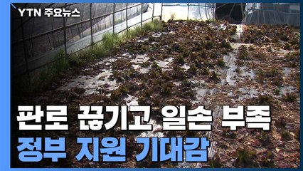 판로 끊기고 일손 부족한 농가들...정부 지원 기대감 / YTN