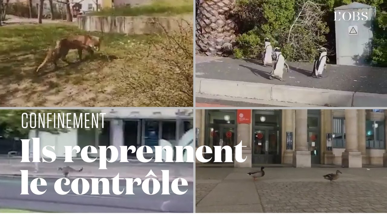 Les animaux s'emparent des centres-villes désertés par les humains confinés