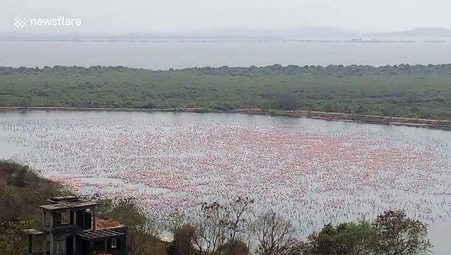 Thousands of flamingos spotted converging on lake in Mumbai