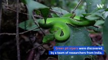 Scientists Name Newly Discovered Snake After Salazar Slytherin