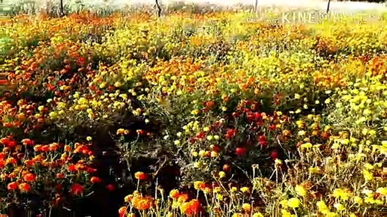 फूलों  की  फसल  बर्बाद  ,   महामारी   काल   में  सब कुछ  बन्द  फूलों  की  बर्बादी  , प्रकृति के  उपहार  गेंदा  फूल