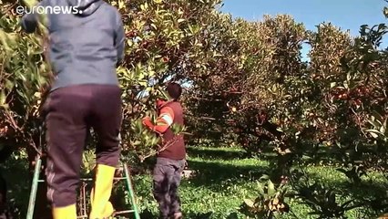 Mancano lavoratori agricoli, l'Italia studia una sanatoria