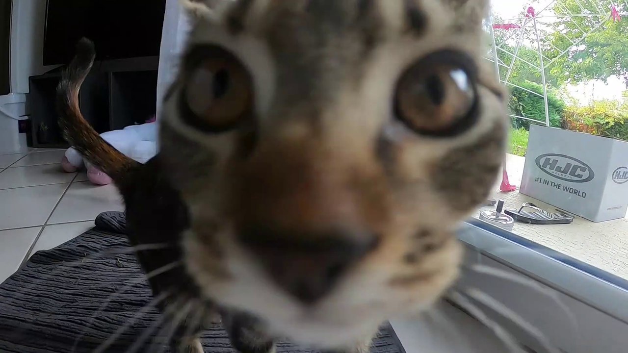 chat