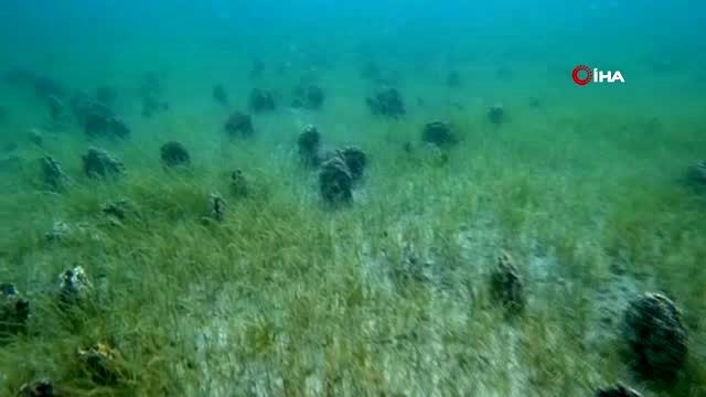 Rekortmen dalgıç Turan: Denizin altı midye mezarlığına döndü