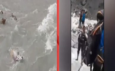 उत्तरकाशी में नदी के बहाव में बह गयीं गाय