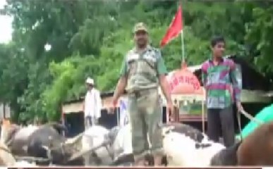 खबरों का पंचनामा: गोरक्षक 'गुंडे' का सच