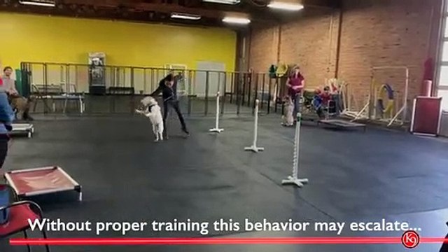 Leash Reactivity Management – Obedience Training