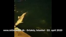Delfiner leger i Ortaköy, Istanbul