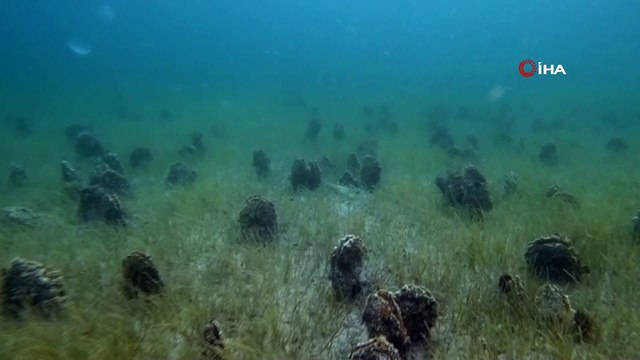 Rekortmen dalgıç Turan: “Denizin altı midye mezarlığına döndü”